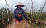 Thủy điện xả lũ, hàng nghìn hecta rau ở Lâm Đồng bị nhấn chìm